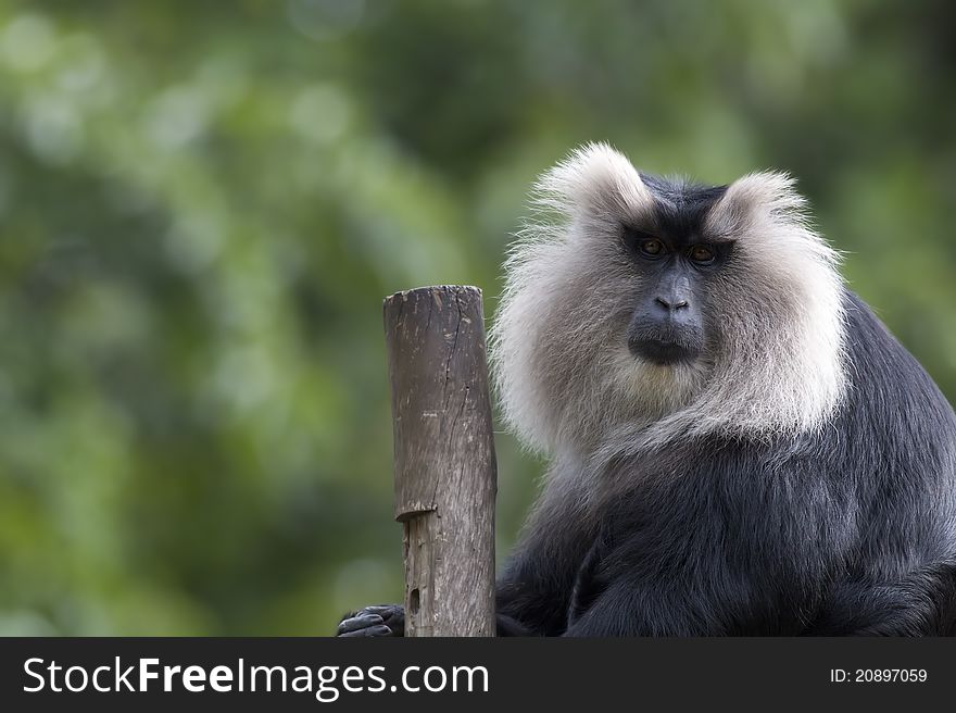 A lion tailed macaque sitting beside a pole