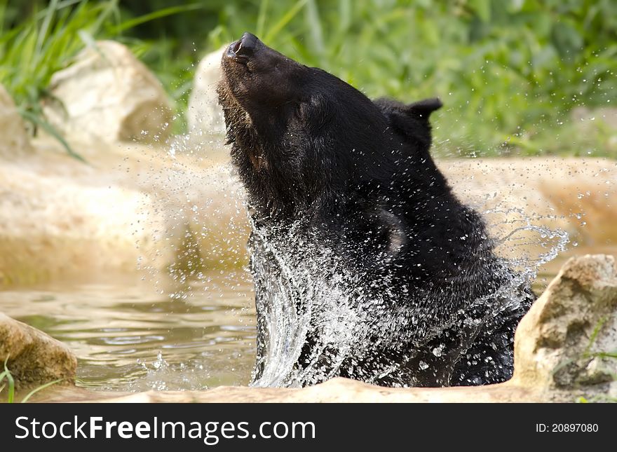 A Himalayan black bear taking bath