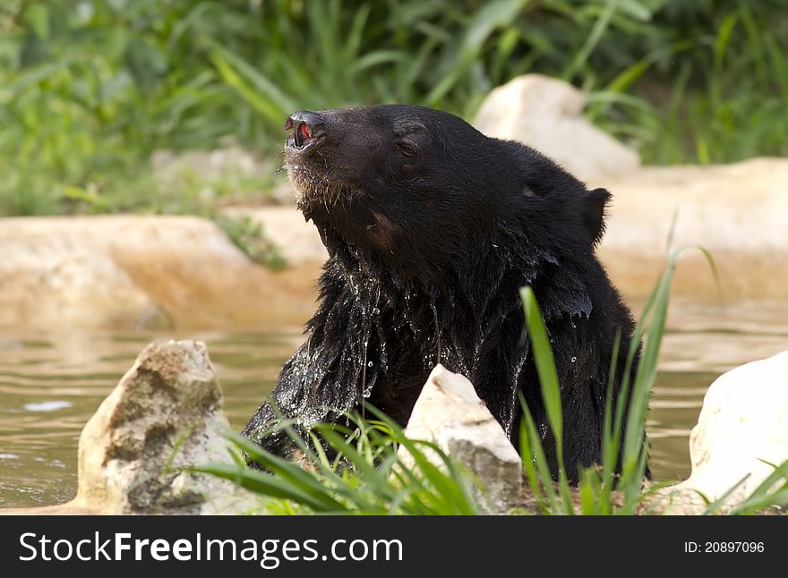 A Himalayan black bear taking bath