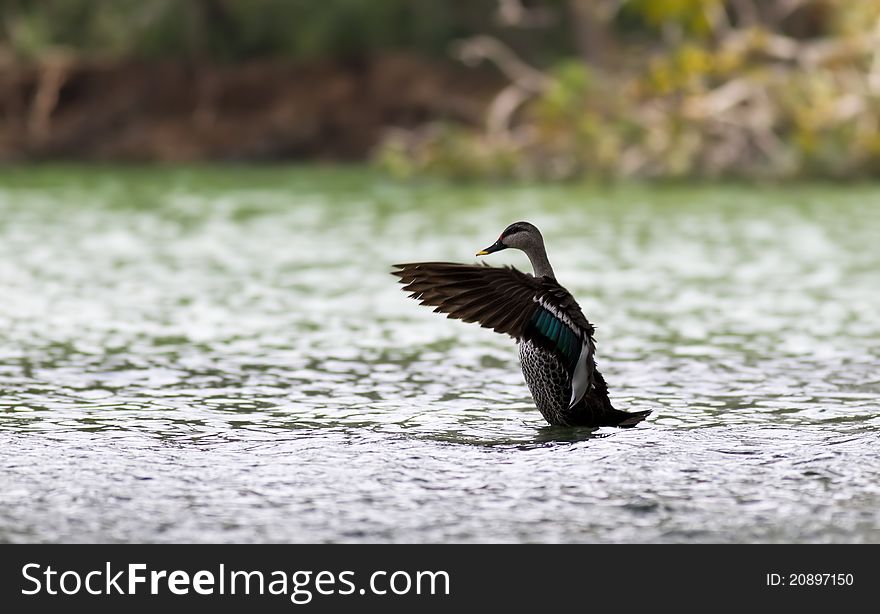 A spot billed duck taking a bath and flapping its wings