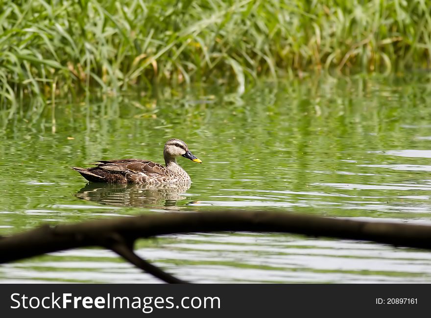 A spot billed duck swimming in green water