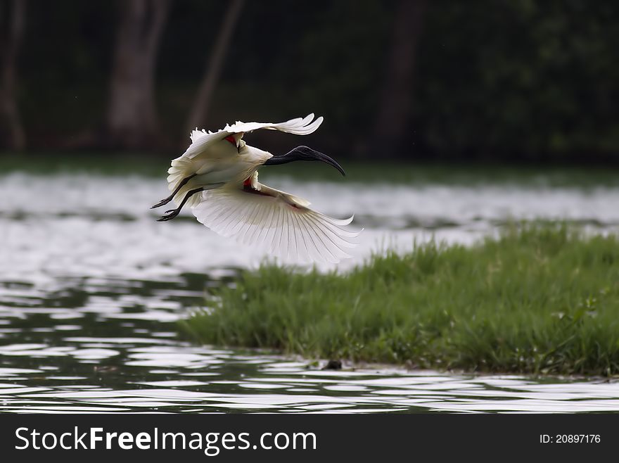 A black headed ibis flying with a lake and forest in the background. A black headed ibis flying with a lake and forest in the background