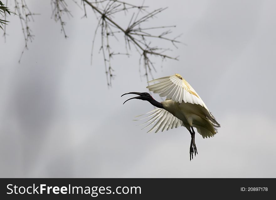 A black headed ibis flying with its mouth open. A black headed ibis flying with its mouth open