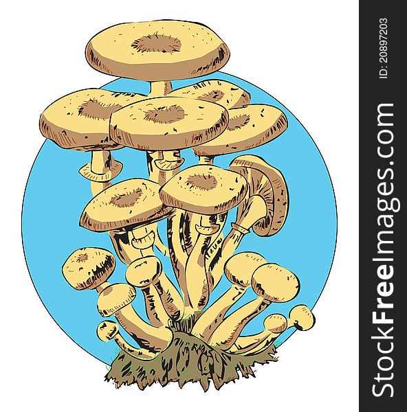 Vector image of edible mushrooms. Honey agaric. Illustration EPS10.