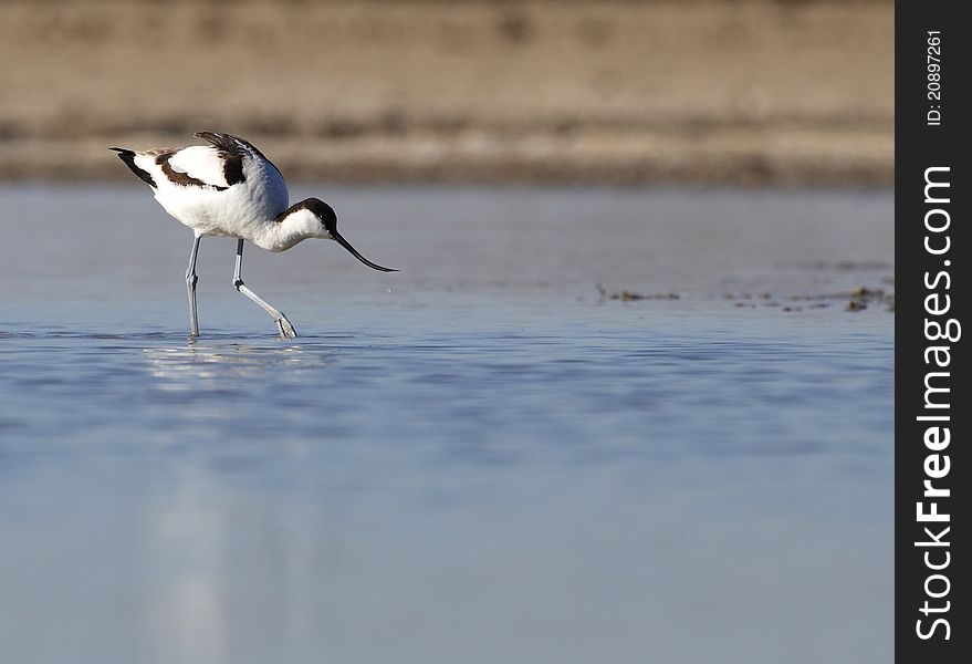 Avocet eating in their natural environment