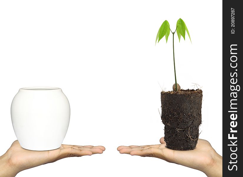 Hand, the flower and seedling rubber. Hand, the flower and seedling rubber.