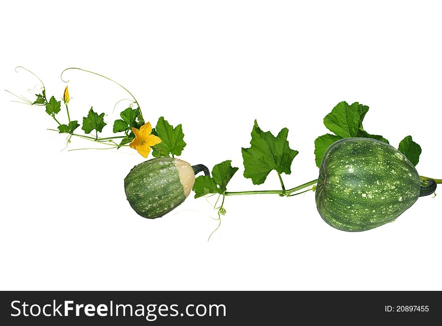 Pumpkin's stem with flowers and fruit on white background. Pumpkin's stem with flowers and fruit on white background