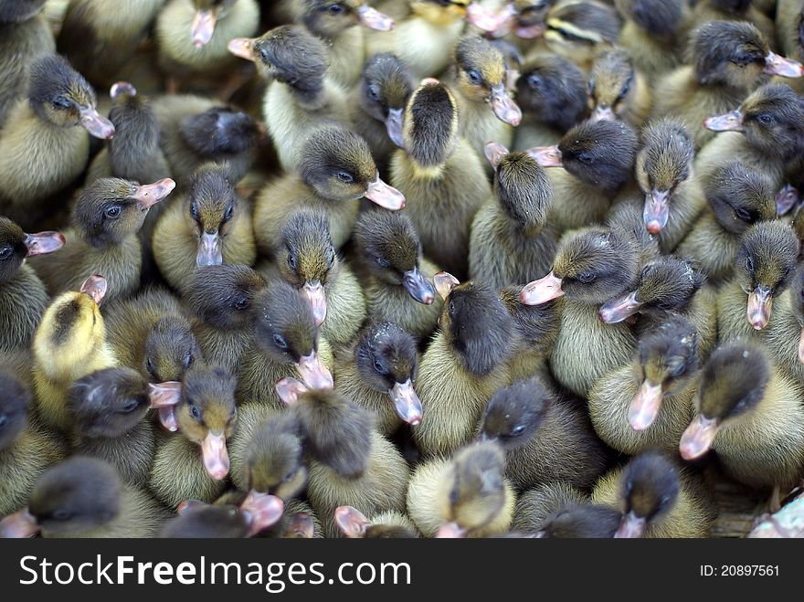 A group of young ducks. A group of young ducks