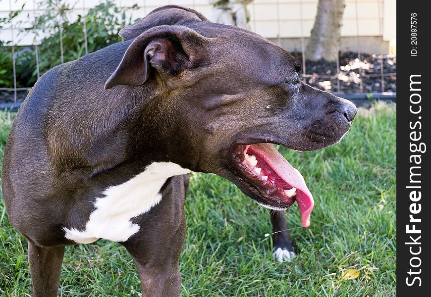A female pitbull panting while outdoors