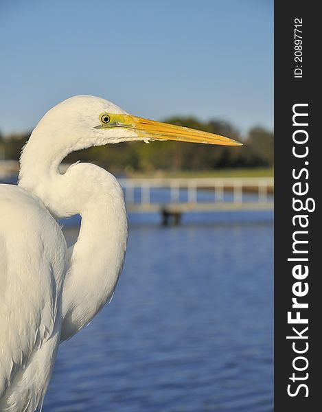 Closeup Of Great Egret