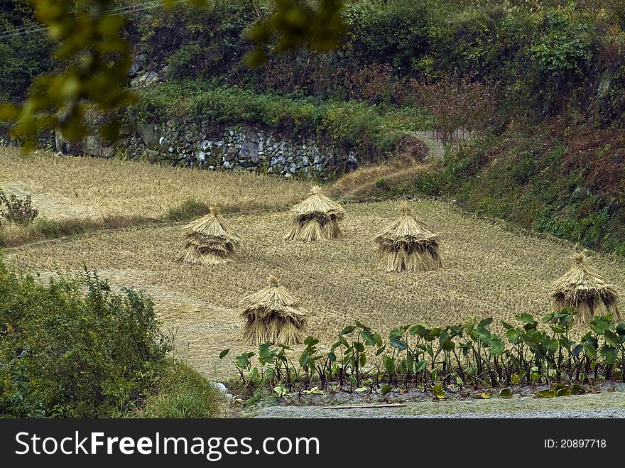 Landscape after harvest with haystacks and vegetables.