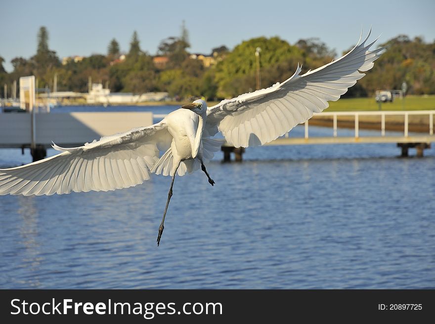 Great Egret spreading wings