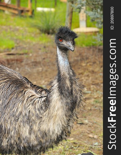 Big emu bird in the outskirts of Perth, Australia.