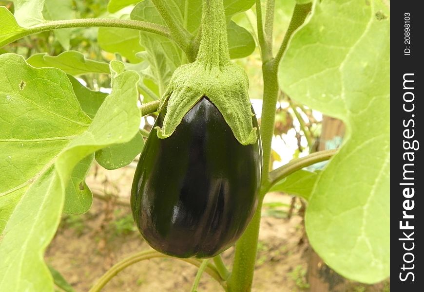 Ripe eggplant on the bush is shown in the image. Ripe eggplant on the bush is shown in the image.