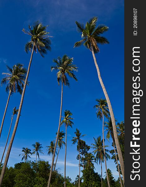 Coconut trees on blue sky