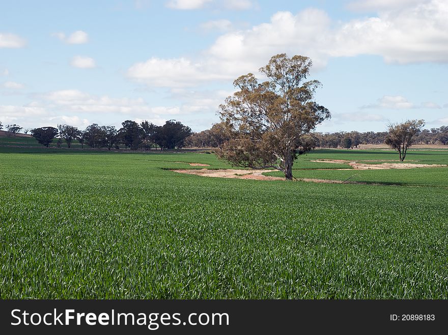 Cereal crop in a rural landscape