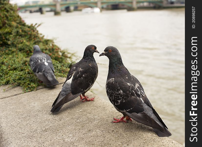 Pigeons at the river bank, close-up. Pigeons at the river bank, close-up