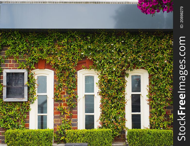 Facade made of bricks covered with green leaves. Facade made of bricks covered with green leaves