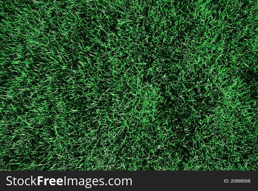 Green grass in the night background. Green grass in the night background