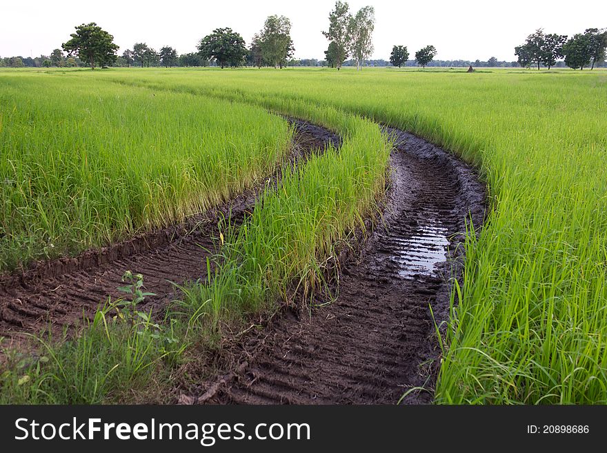 Traces of the wheel in the rice harvest. Traces of the wheel in the rice harvest.