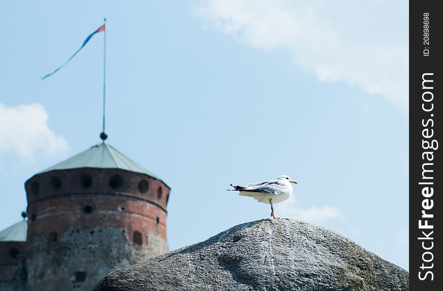 Seagull standing on a rock against the backdrop of the castle