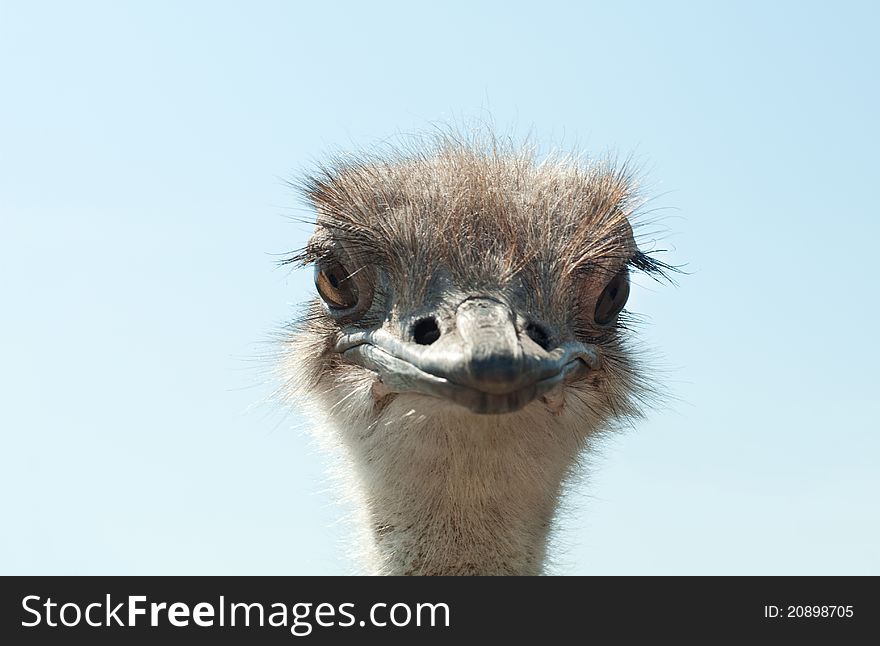 Ostrich head close up outdoors