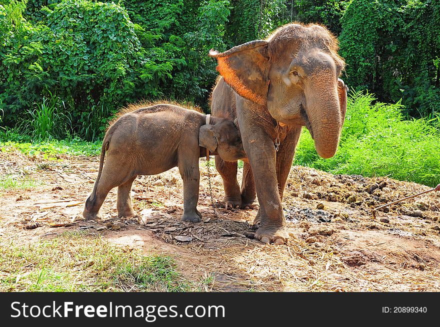 Baby Thai Elephant nursing in Kanchanaburi, Thailand