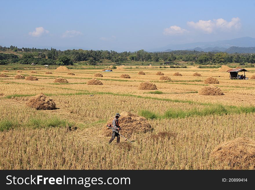 The farmer doing rice straw in thailand