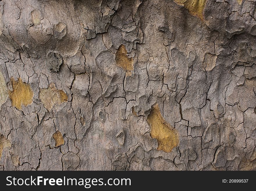 Texture of old tree rind. Texture of old tree rind