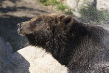 Grizzly Bear Shaking Water Off Royalty Free Stock Photography Grizzly Bear Shaking Water Off Royalty Free Stock Photography