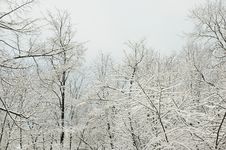 Trees, Winters, Stock Photo Trees, Winters, Stock Photo
