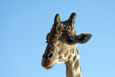 Giraffe Close-up Royalty Free Stock Images