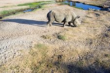 White Rhinoceros Royalty Free Stock Photo White Rhinoceros Royalty Free Stock Photo