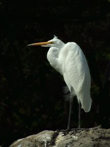 Great Heron Stock Photography Great Heron Stock Photography