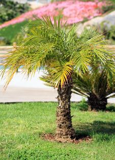 Palm Tree Royalty Free Stock Image Palm Tree Royalty Free Stock Image