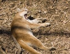 Mountain Lion Yawns Royalty Free Stock Photo