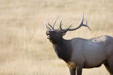 Bull Elk Bugling Royalty Free Stock Images