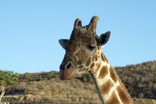 Giraffe Close-up Royalty Free Stock Photo