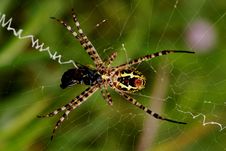 Nature Spider Royalty Free Stock Photography