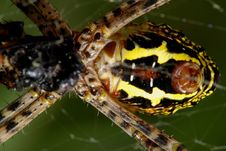 Nature Spider Stock Photo