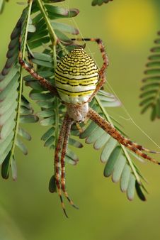 Nature Orb Web Spider Royalty Free Stock Photo