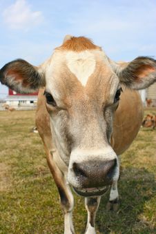 Jersey Cow In A Pasture Stock Image