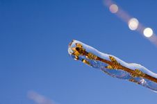 Ice Covered Branch Stock Images Ice Covered Branch Stock Images