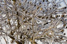 Vegetation Following Ice Storm Royalty Free Stock Photography