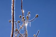 Ice Covered Branches Royalty Free Stock Photos