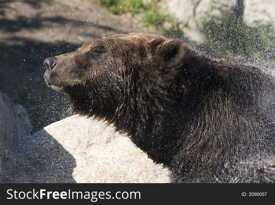 A grizzly bear, with eyes partly closed, shakes a spray of water from its fur. Taken in British Columbia. A grizzly bear, with eyes partly closed, shakes a spray of water from its fur. Taken in British Columbia.