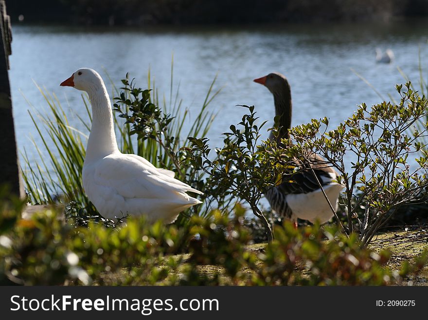 Two geese enjoying the day at the lake. Two geese enjoying the day at the lake