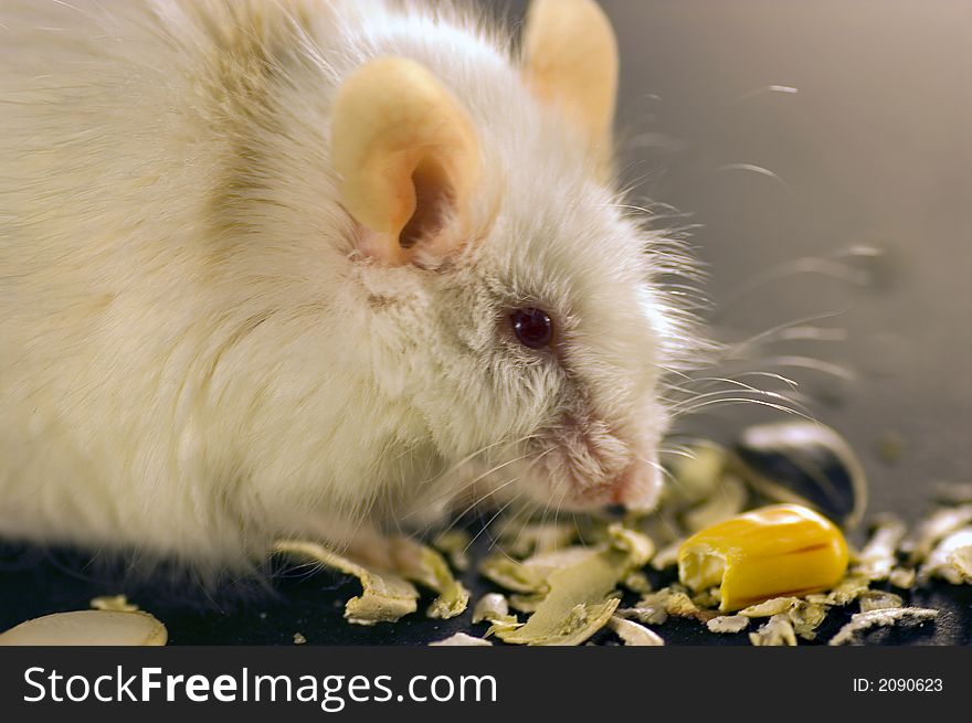 White and brown mouse feeding on pumpkin seeds and corn. White and brown mouse feeding on pumpkin seeds and corn.