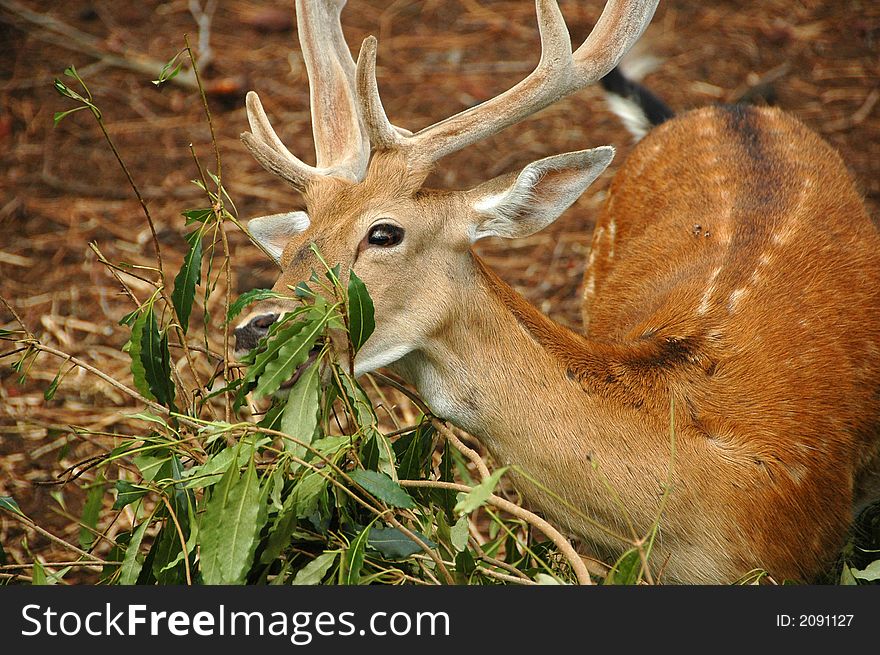 Close-up shot of a deer in a forest. Close-up shot of a deer in a forest