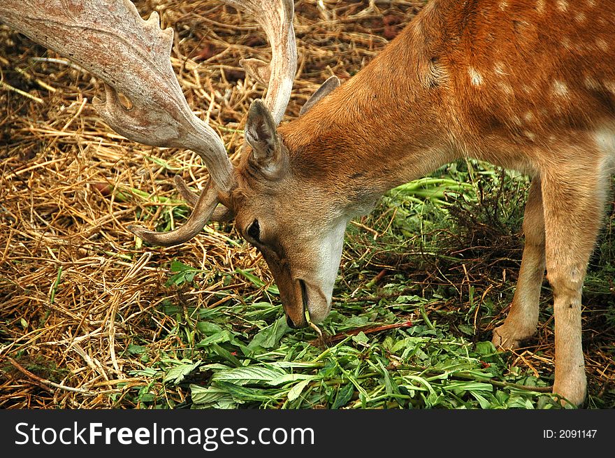 Close-up shot of a deer in a forest. Close-up shot of a deer in a forest